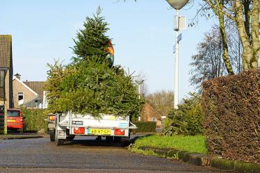 Honderden kerstbomen opgehaald in Akkrum en Nes
